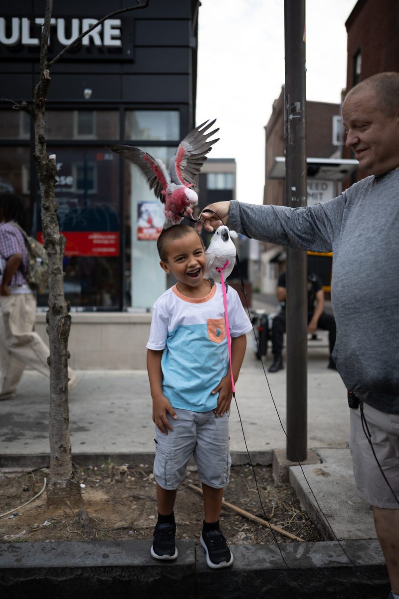 A young boy in a striped shirt laughs as a pink cockatoo perches on a man's arm above his head.