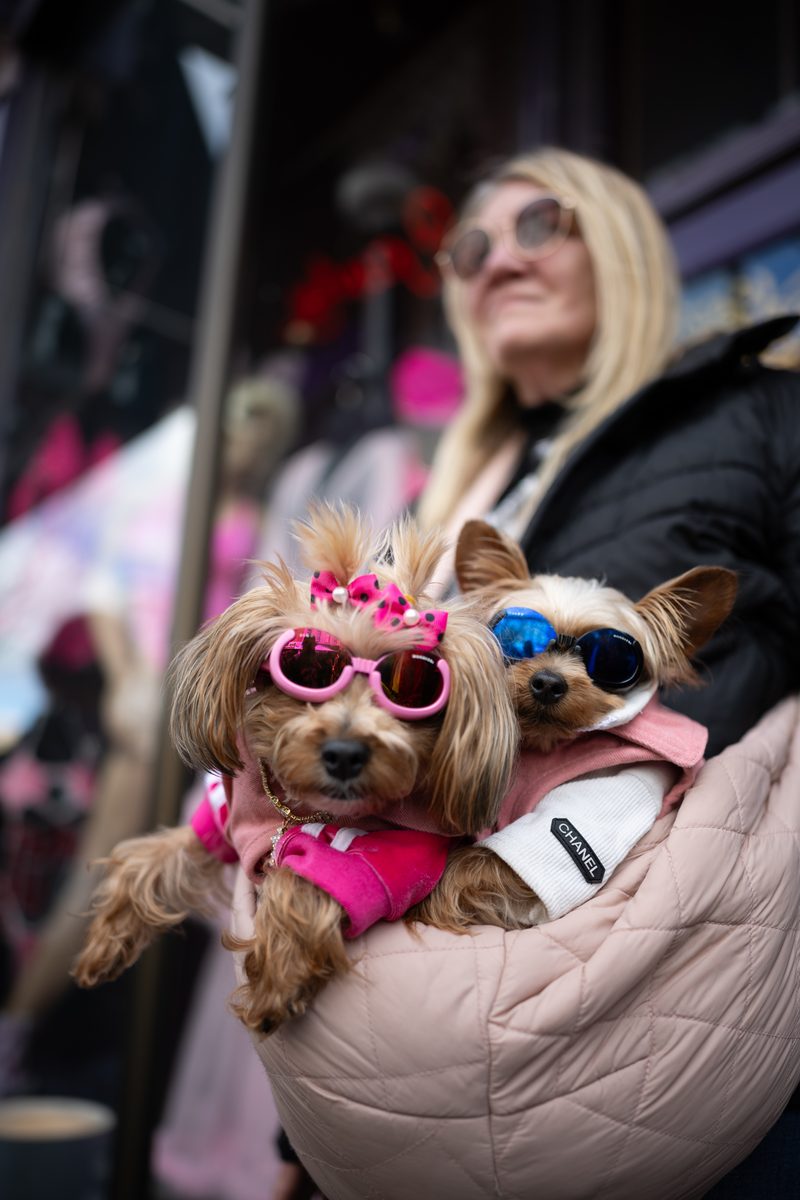 Two Yorkies in pink sunglasses and matching outfits peek out of a pink carrier held by a woman on South Street.